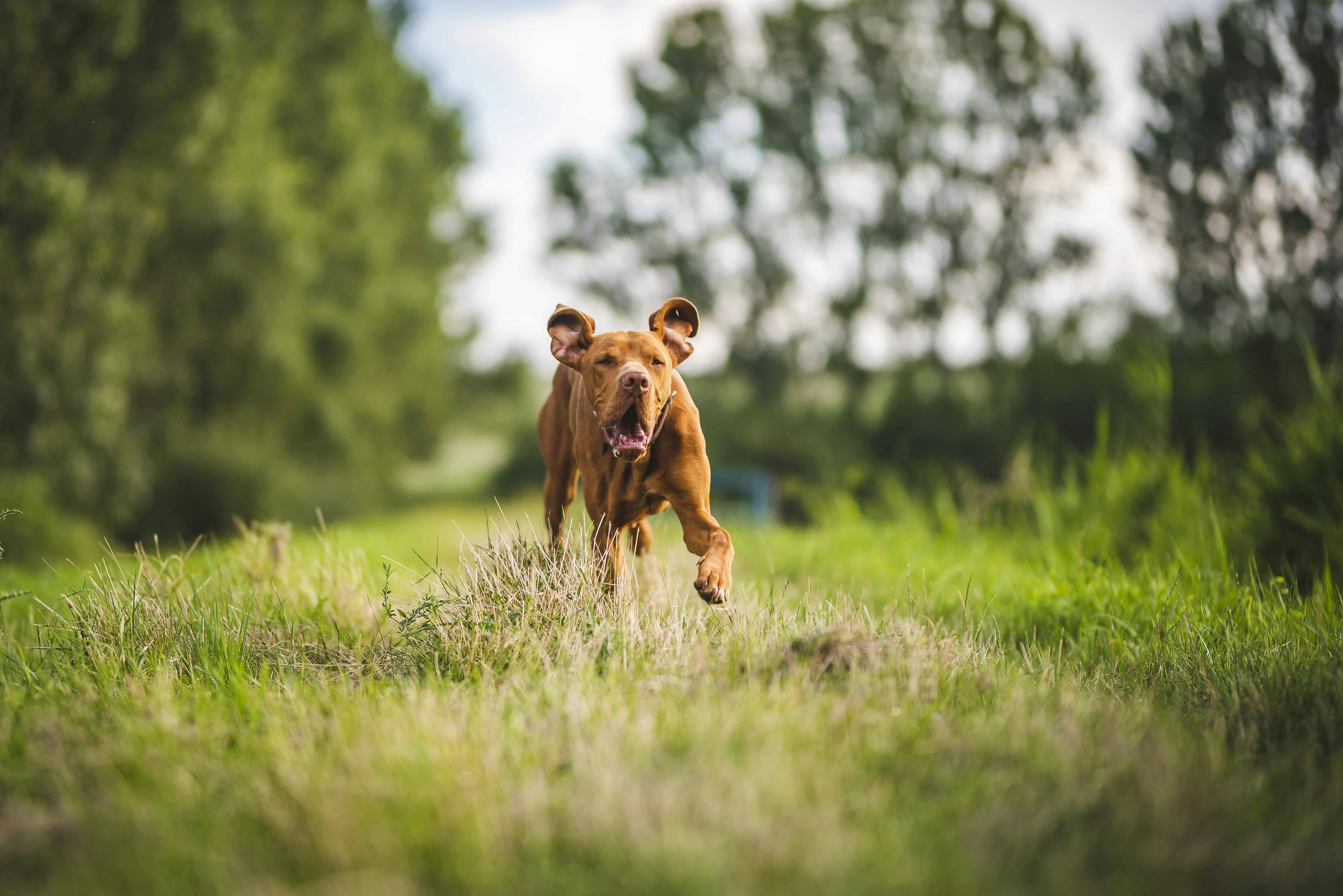 happy dog running through grass