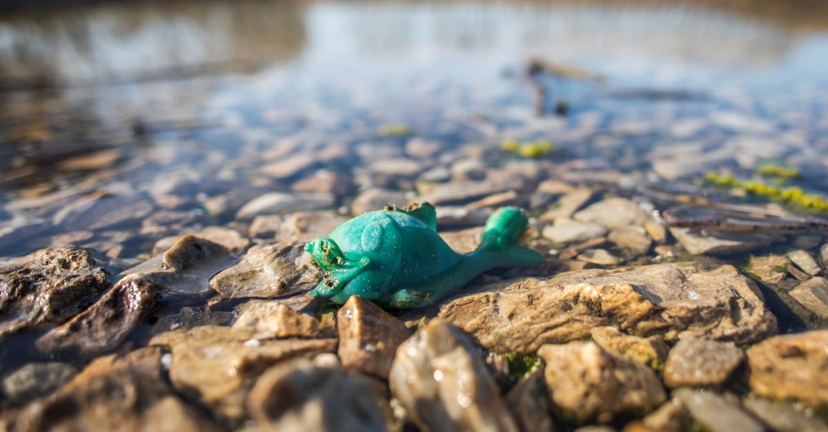 Close-up of a plastic frog toy on a rocky lakeshore in Slovakia.