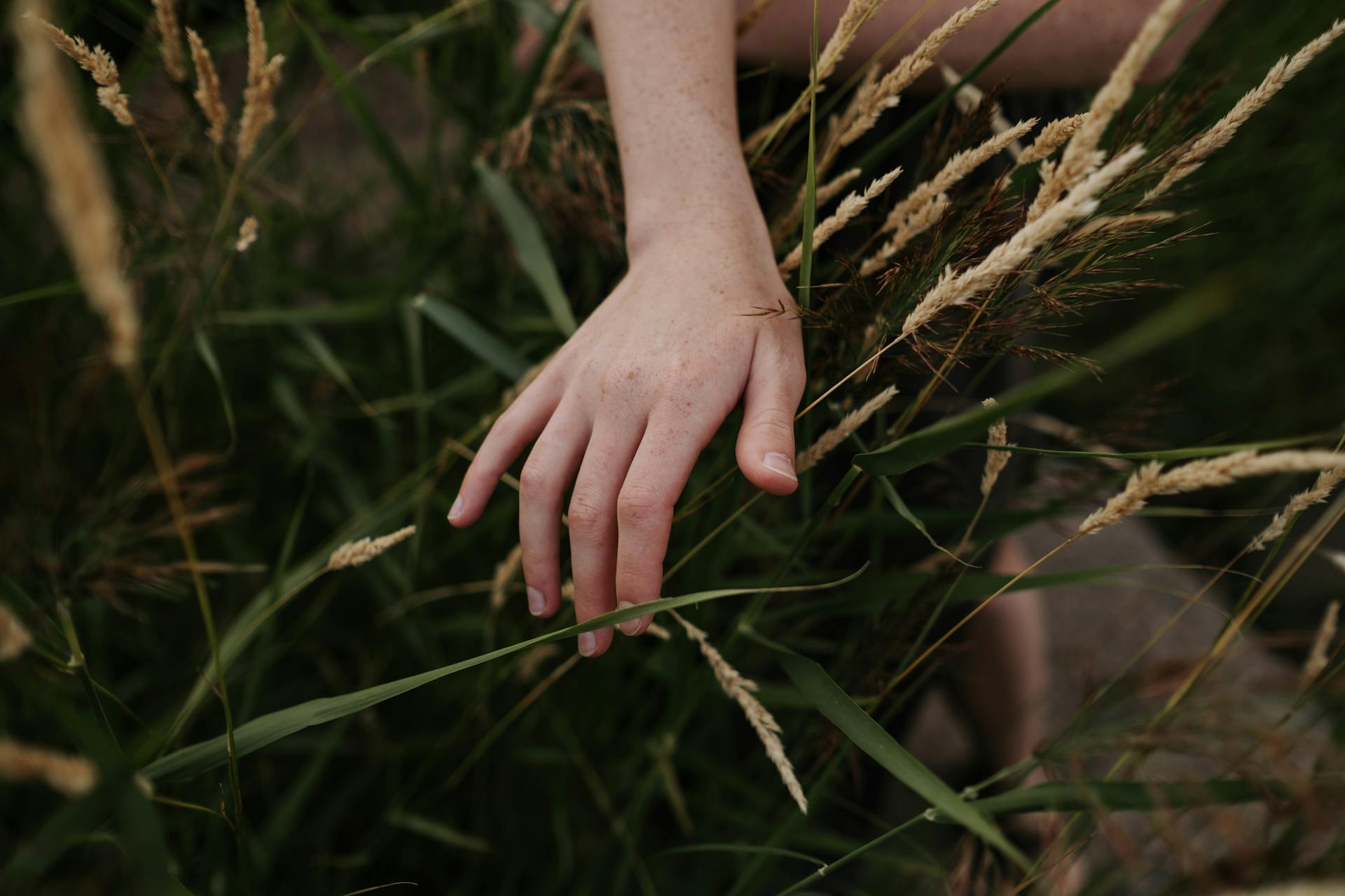 Close-up of a hand gently touching wheat stalks in a summer field, evoking a sense of nature and serenity.