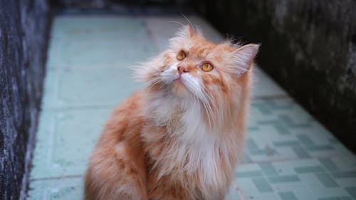 シベリア猫, ネコ, ひげの無料の写真素材
