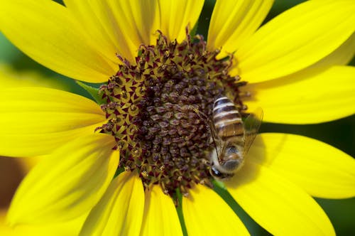 Foto stok gratis lebah madu, mini bunga matahari