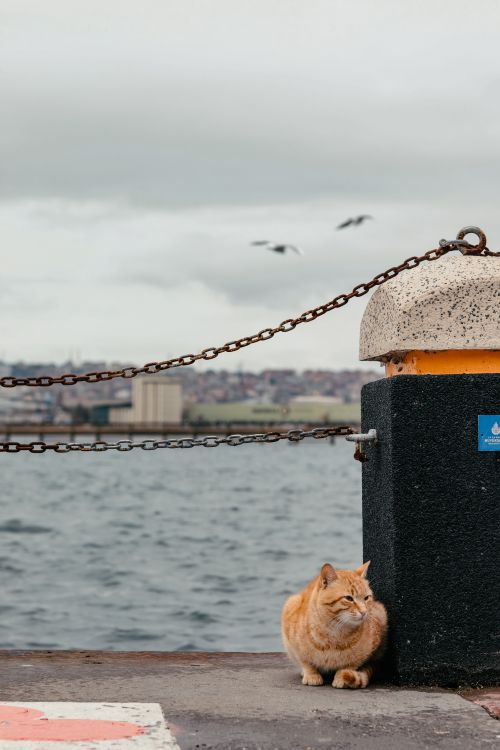 Free Orange tabby cat sitting by a waterfront pier in an urban area with chains and seagulls flying overhead. Stock Photo