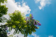 蓝花莲花树映衬着明亮的蓝天，开着紫色的花朵，长着绿色的叶子