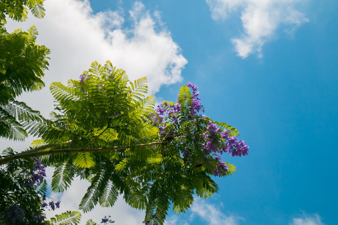 Purple Flowering Plant Low-angle Photography at Daytime