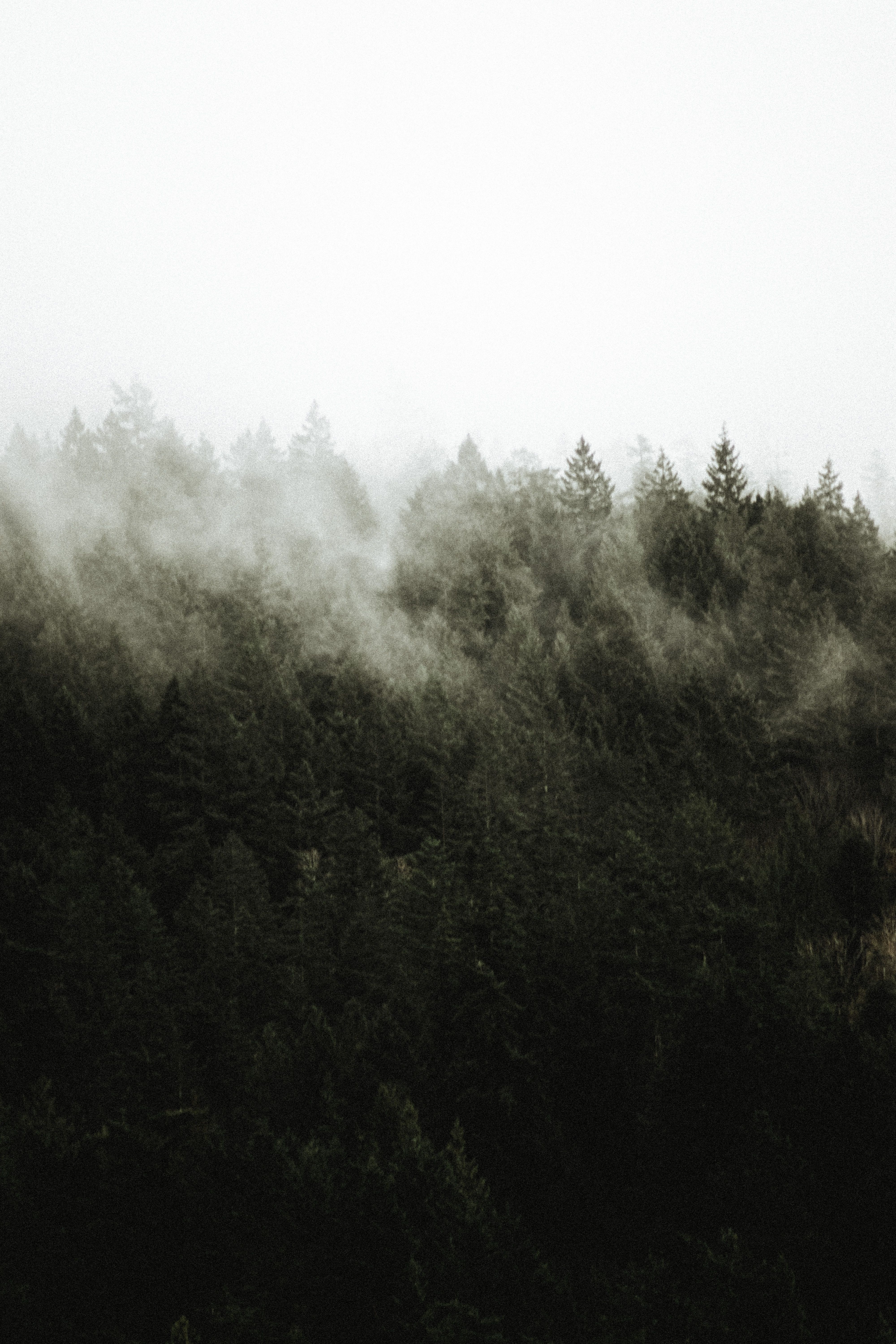 Ethereal mist enveloping the dark forest, creating a moody grayscale atmosphere.. ethereal, mist, enveloping