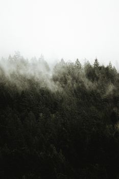 Ethereal mist enveloping the dark forest, creating a moody grayscale atmosphere.. ethereal, mist, enveloping