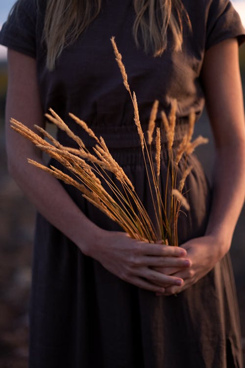 A Person Holding Wheat Grasses