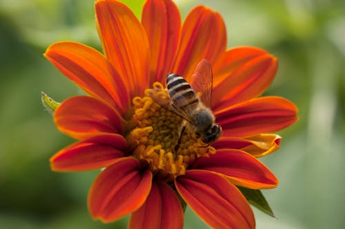 Gratis stockfoto met bij, tithonia bloem