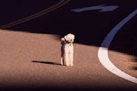 一只孤独的贵宾犬戴着绿项圈，站在阳光明媚的道路上，显露出一丝好奇