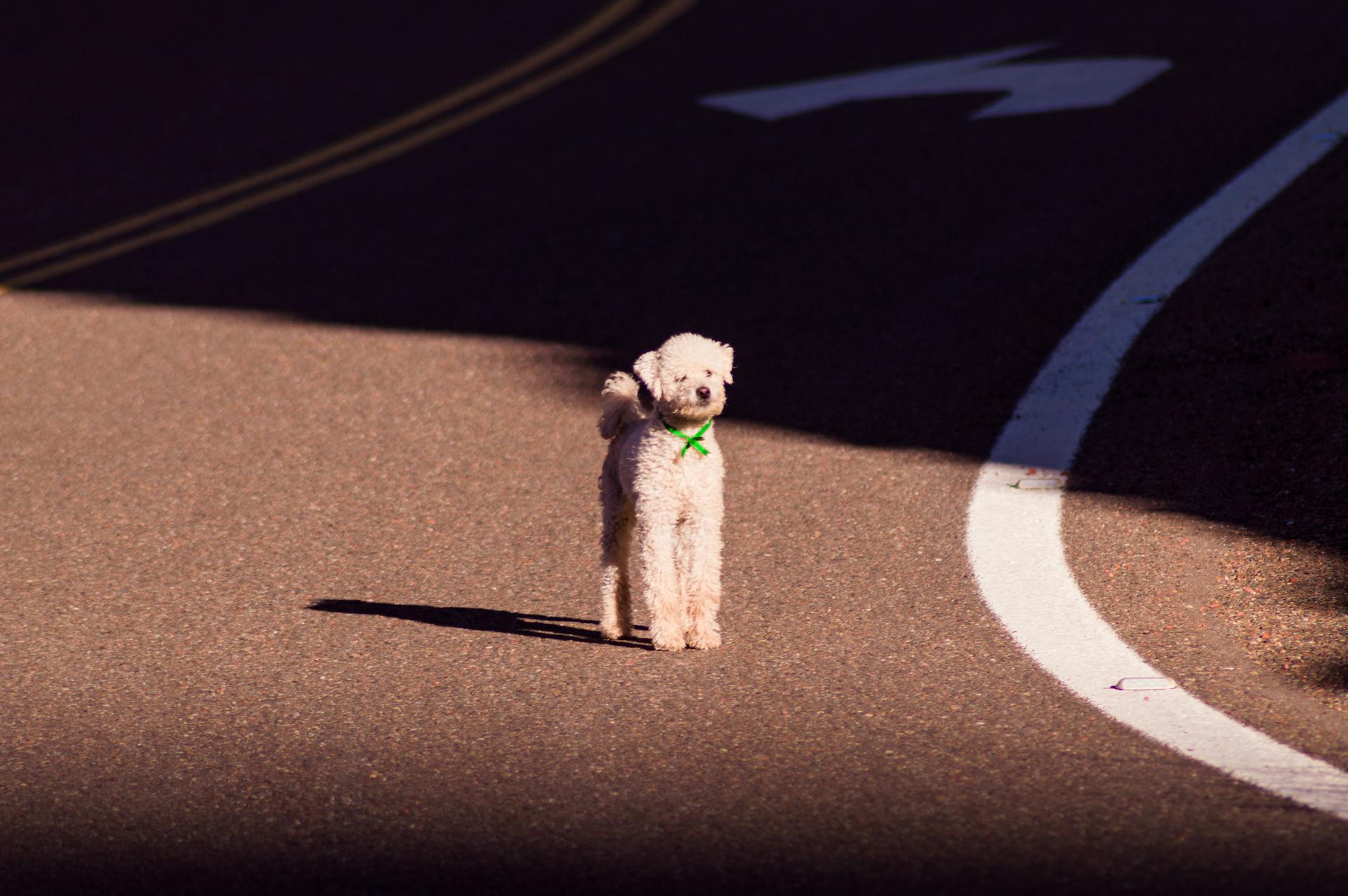 Un caniche blanc sur la route en plein jour