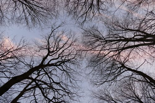 Free Bare tree branches stretch towards the sky in this dramatic winter scene captured from a worm's-eye view. Stock Photo
