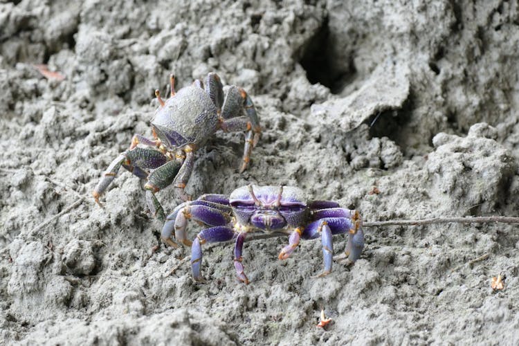 Fiddler Crabs Crawling On The Sand