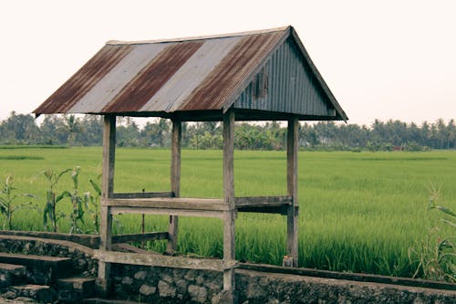 Free Farmer's Hut in the Middle of a Rice Field Stock Photo