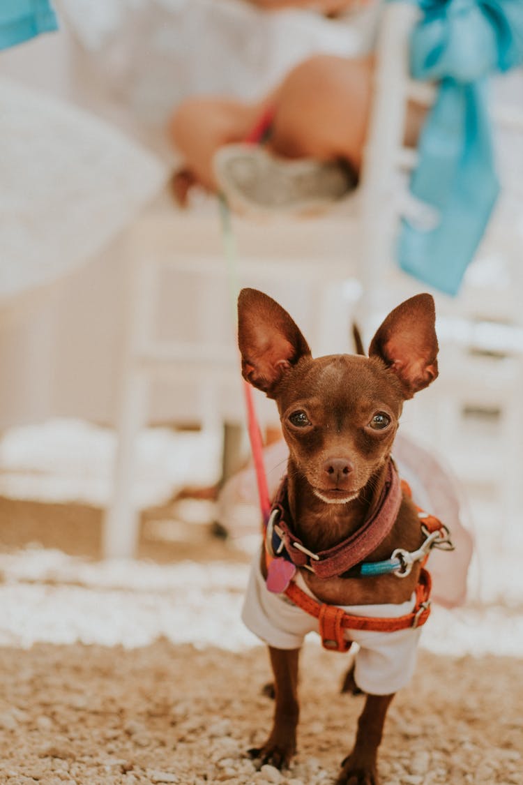 A Brown Chihuahua In A Dog Collar