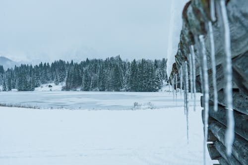 Coniferous Trees on Snow Covered Ground Near a Wooden Wall with Frozen Water