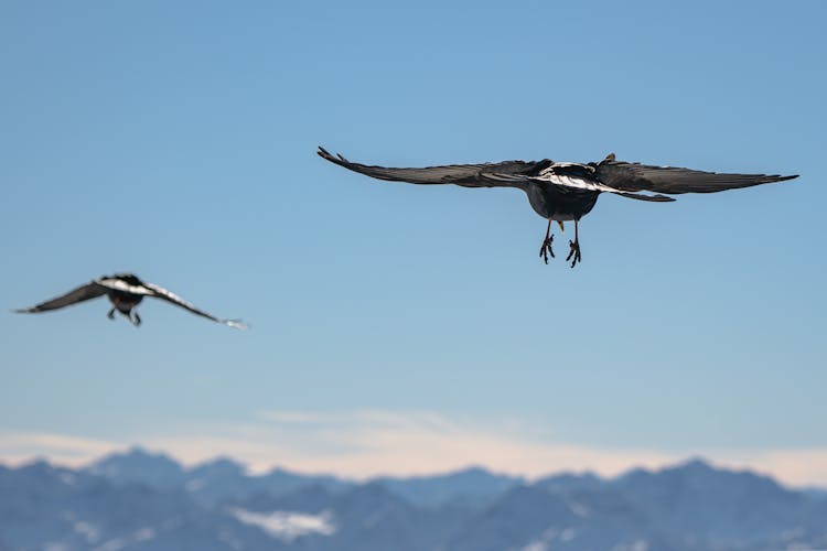 A Pair Of Black Birds Flying Under A Blue Sky