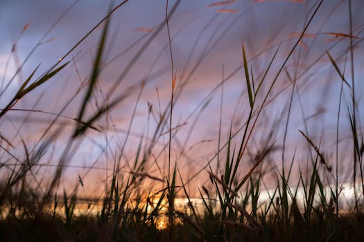 Beautiful sunset view through silhouetted grass with a vibrant sky.