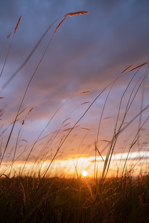 Free Breathtaking sunset over a serene wheat field, capturing the golden hour's magical light. Stock Photo