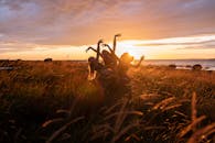 日落时分，海岸草地上舞者摆姿势的剪影