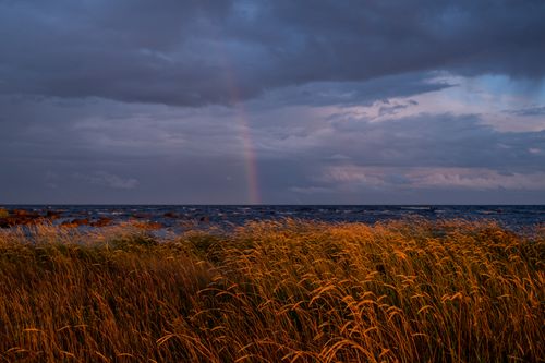 Free A stunning view of a rainbow over a coastal landscape with golden rushes, depicting a serene summer evening. Stock Photo