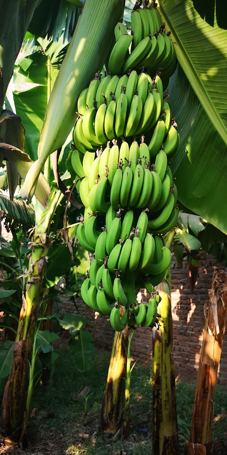 Bunch Of Green Banana Fruit On Tree