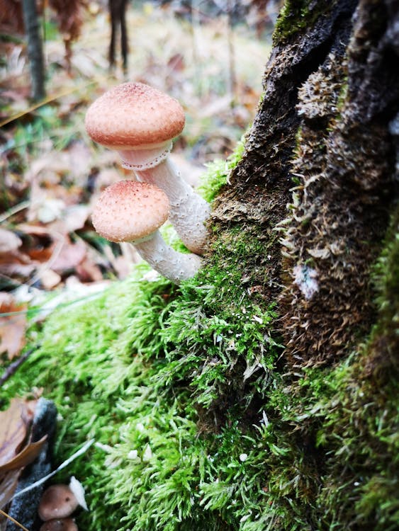 Boletus Mushrooms Growing on a Mossy Tree