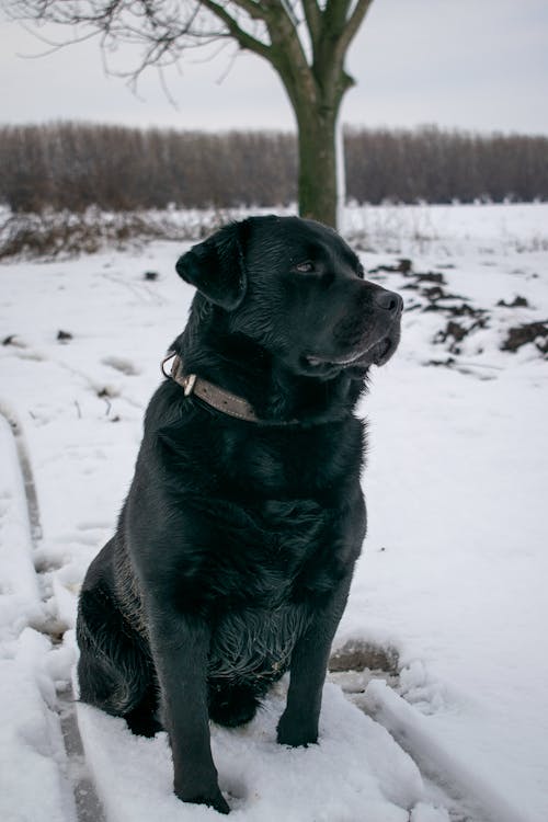 Immagine gratuita di cane nero, congelando, fotografia di animali