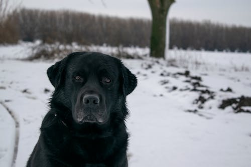 A Black Labrador Retriever on Snow Covered Ground