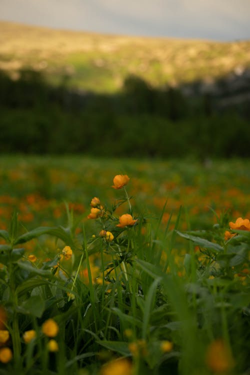Fotobanka s bezplatnými fotkami na tému kvetinové pole, oranžové kvety, prostredie