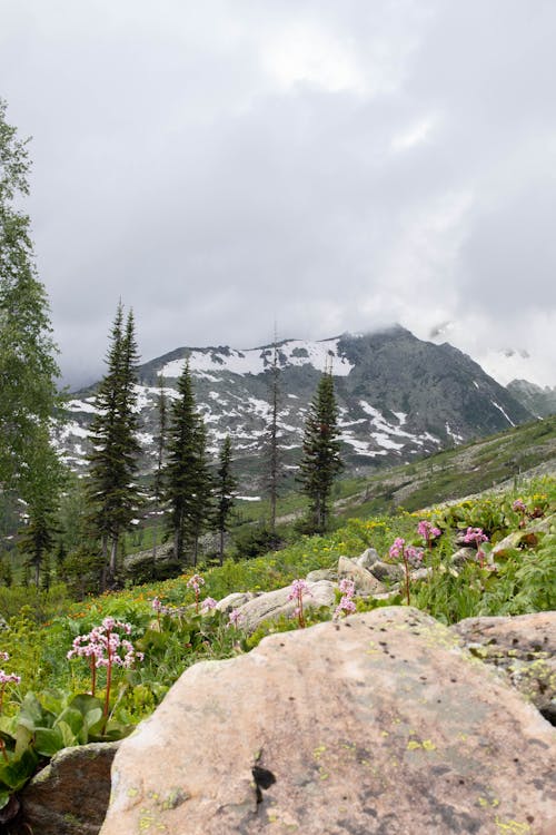 A Meadow in Mountains