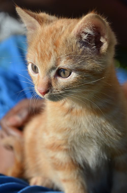 Close-Up Shot of Golden Tabby Kitten