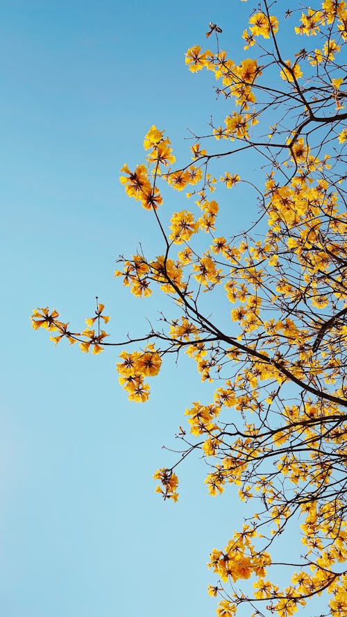 Free Yellow Flowers on Brown Tree Branch Stock Photo