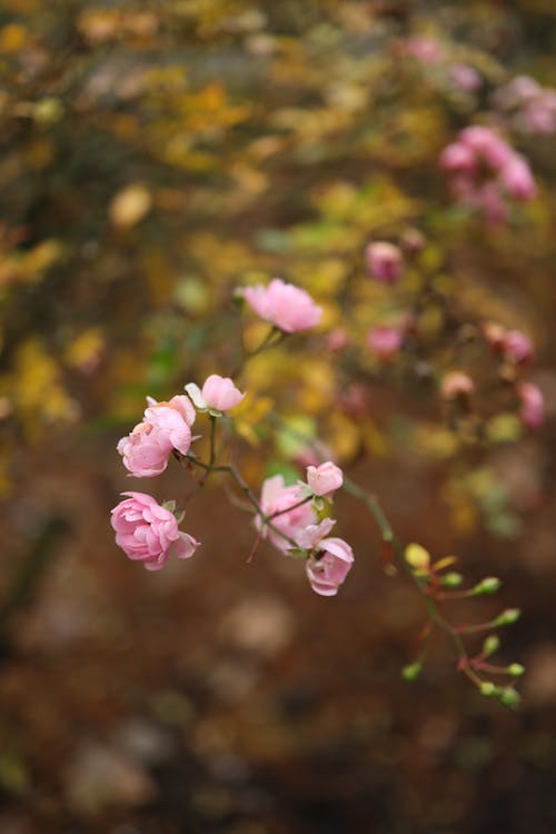 Selective Focus of Blooming Pink Roses
