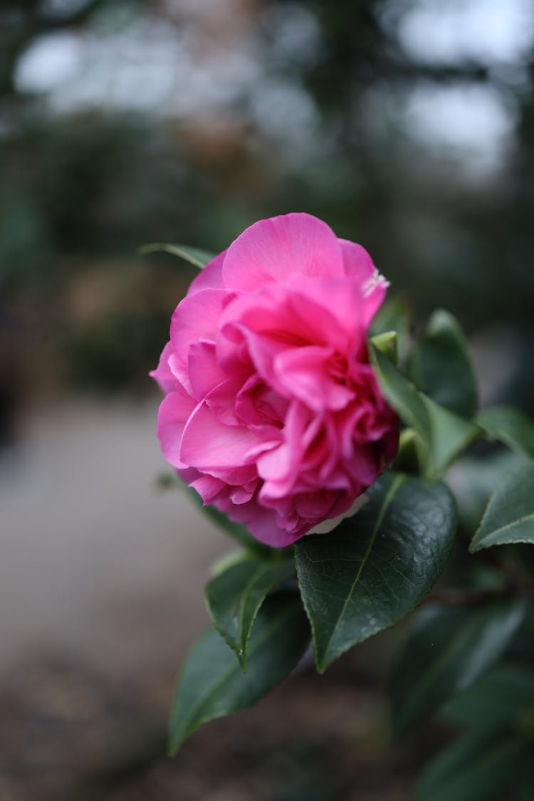 Close-Up Shot Of Japanese Camelia Flower