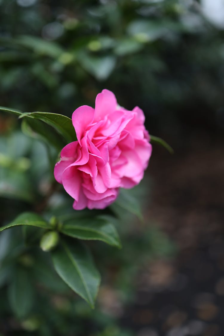 Close Up Of Pink Flower