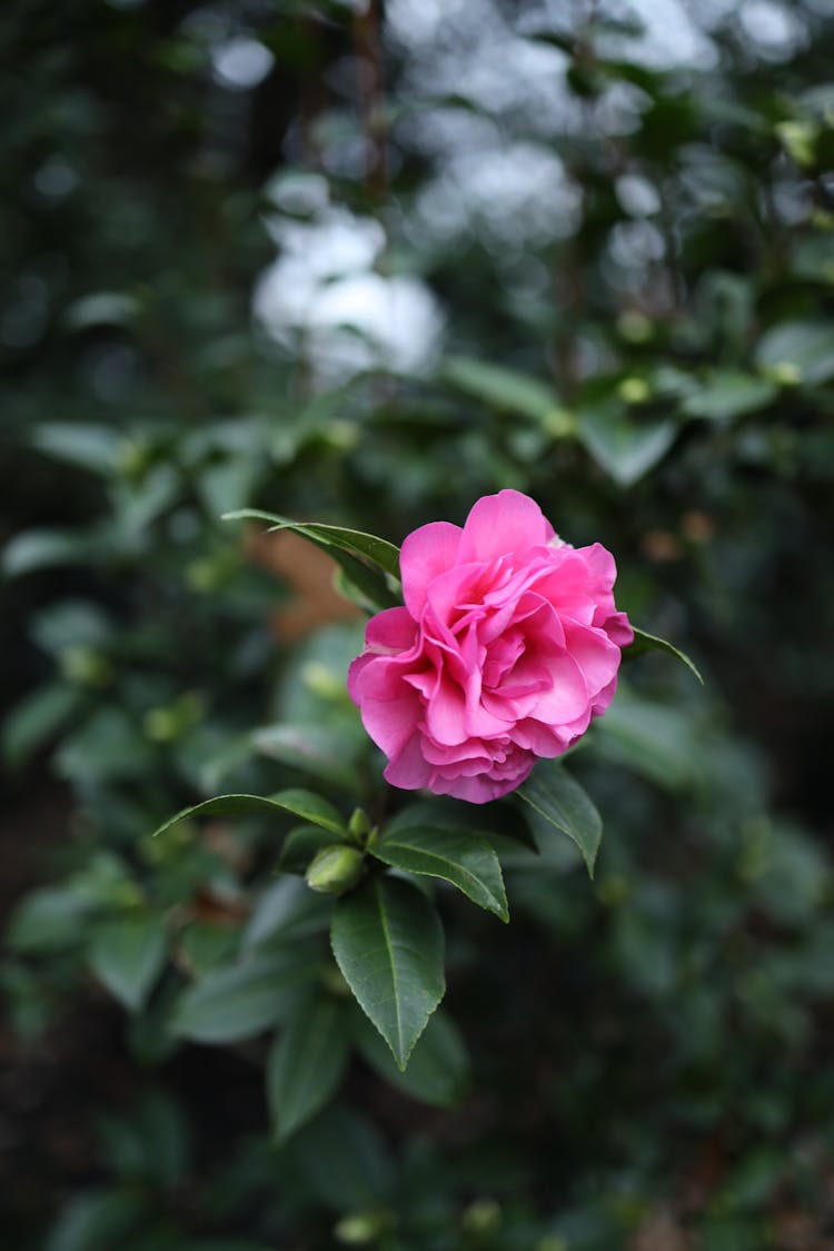 Selective Focus Of Japanese Camelia Flower