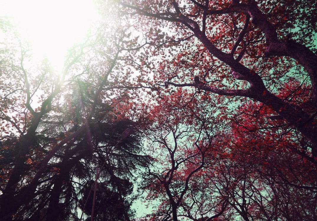Kostenlos Niedriger Winkel Der Roten Laubbäume Während Des Tages Stock-Foto