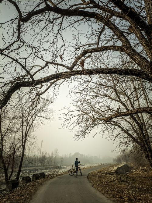 Free A cyclist pauses on a winding road under bare winter trees, capturing serenity and adventure. Stock Photo
