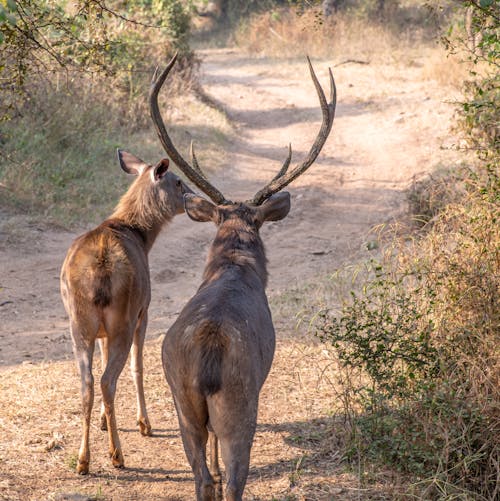 Free A Pair of Brown Deer on a Dirt Road with Grass  Stock Photo