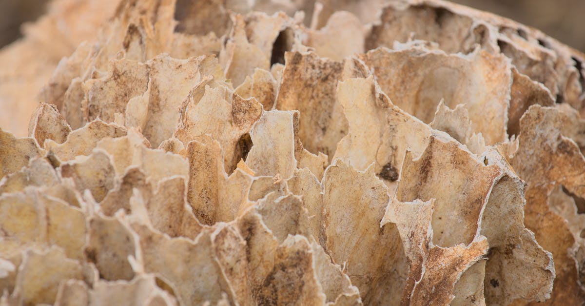 A Beige Sharp Bone in Close-up Shot · Free Stock Photo