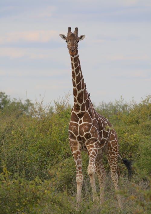 Animal Portrait of Giraffe