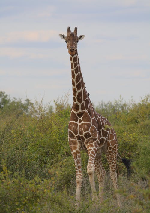 Foto profissional grátis de animais selvagens, animal do zoológico, de pé