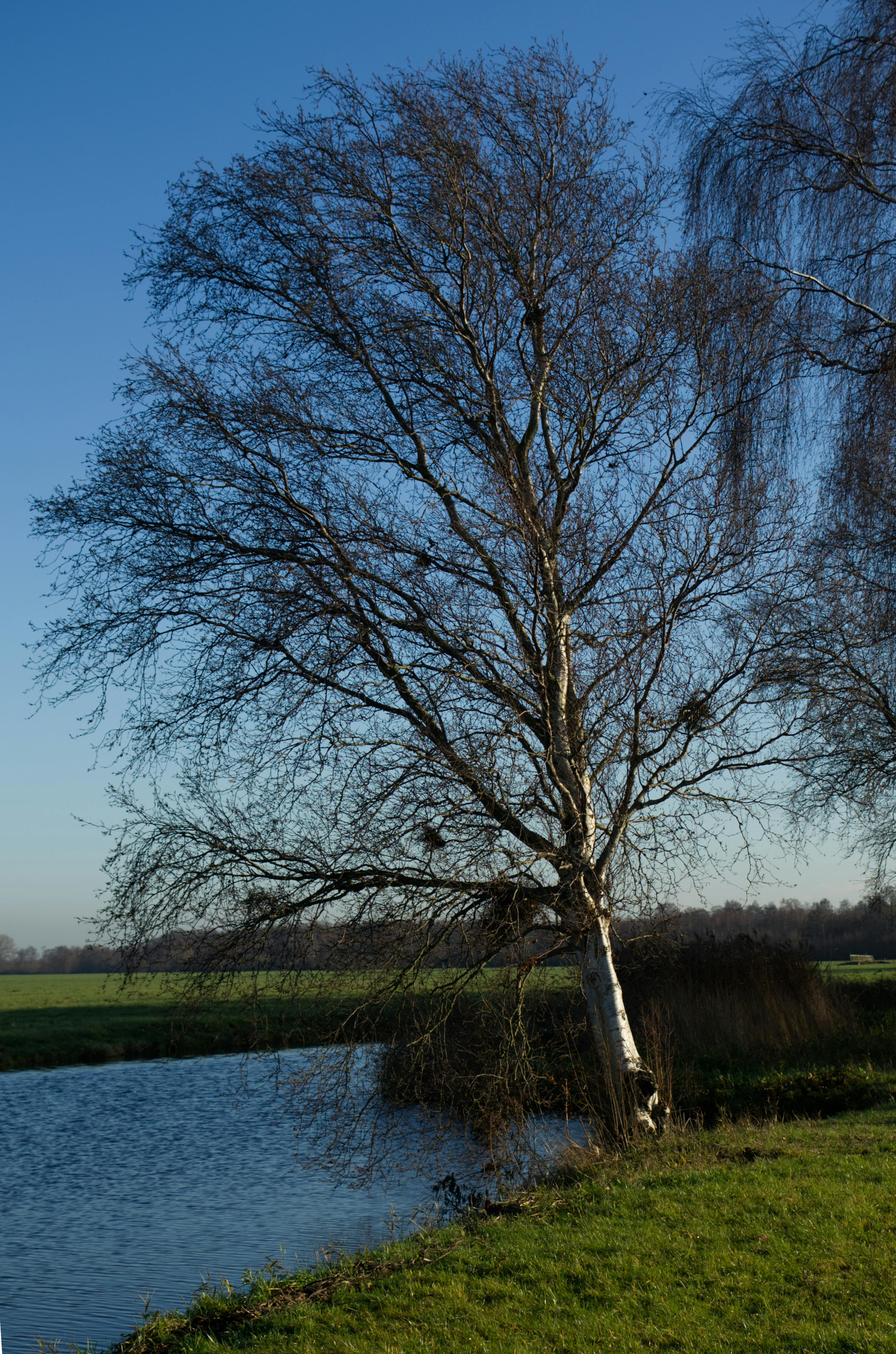 a leafless tree near the lake