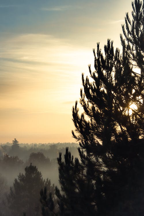 大雾天, 日出, 日出的颜色 的 免费素材图片