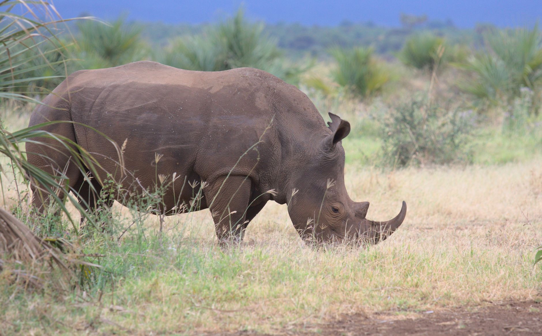 Acacia woodland and rhino grazing beside Lake Nakuru with the escarpment behind