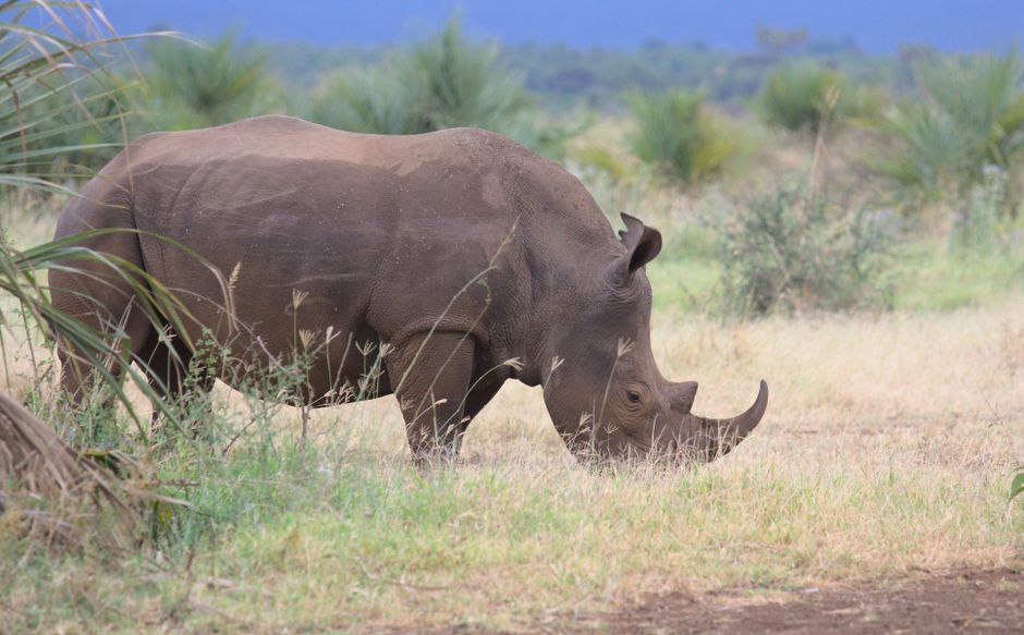 A majestic rhinoceros grazes in the open savanna of Kenya's Meru County.