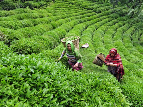 Women Harvesting Green Leaves
