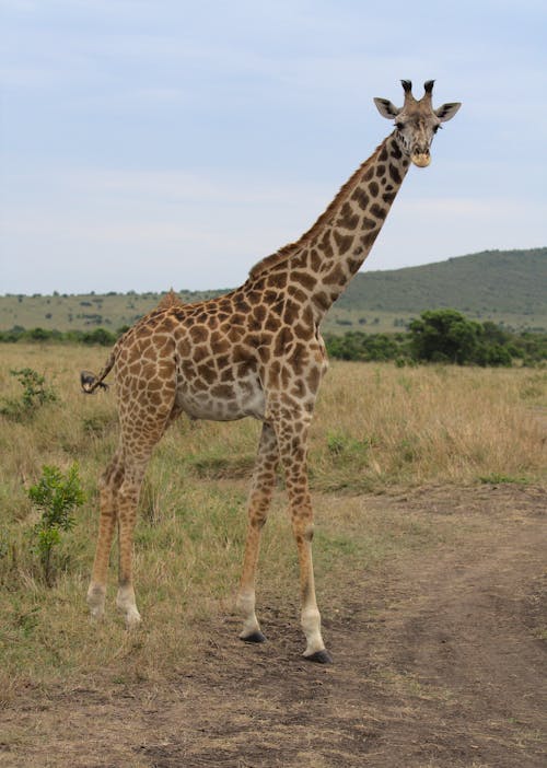Free Giraffe Standing on Brown Grass Field Stock Photo