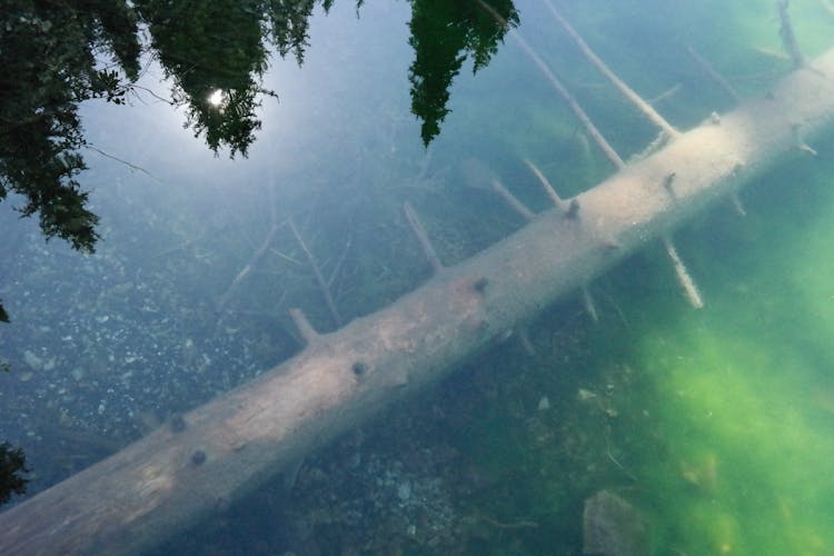 Coniferous Tree Trunk Underwater