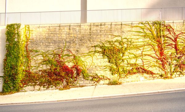 Lierre rouge et vert grimpant sur un mur de pierre le long d'une route